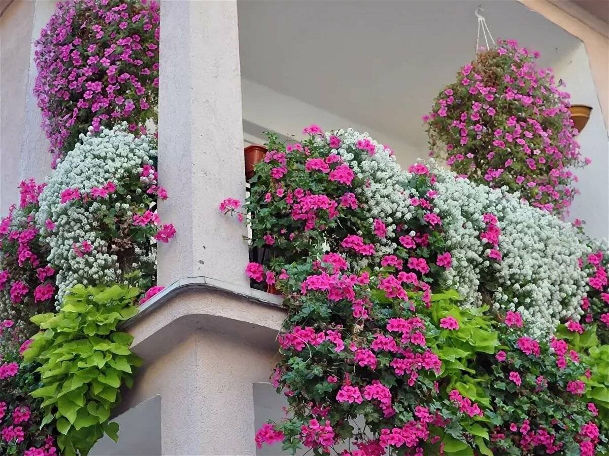 Цветы для балкона солнечная сторона