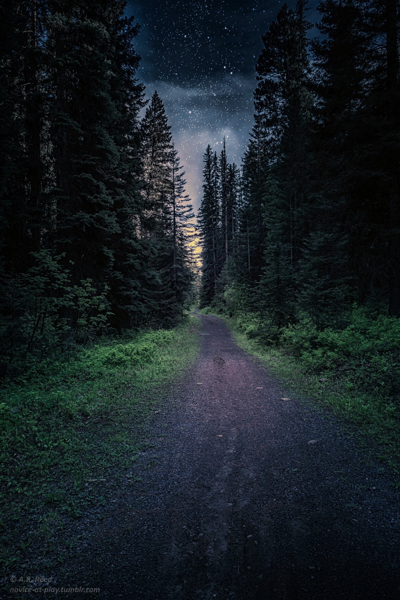 Ночь лес красиво. «Ночь в лесу». Ночной лес. Дорога в лесу ночью. Красивый ночной лес.