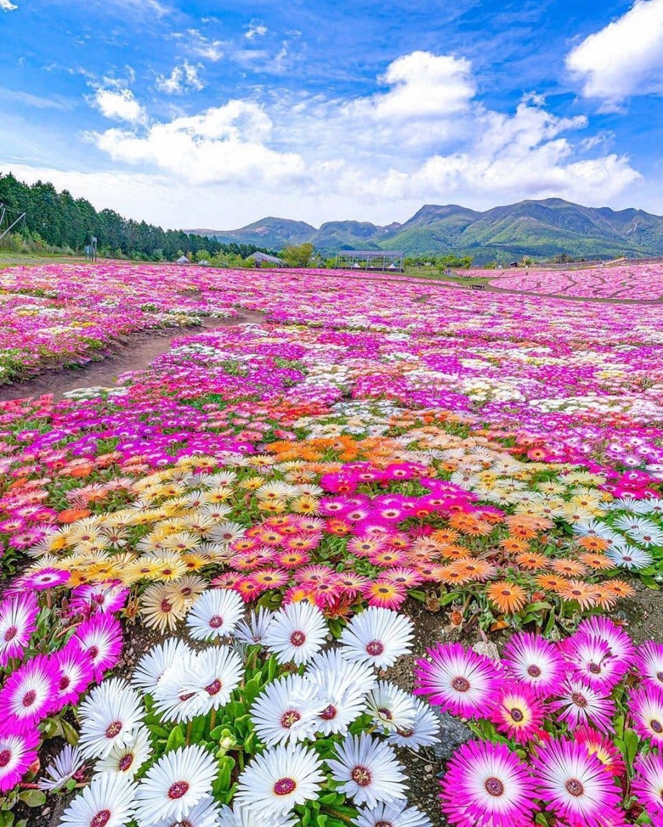 На земле самые красивые цветы