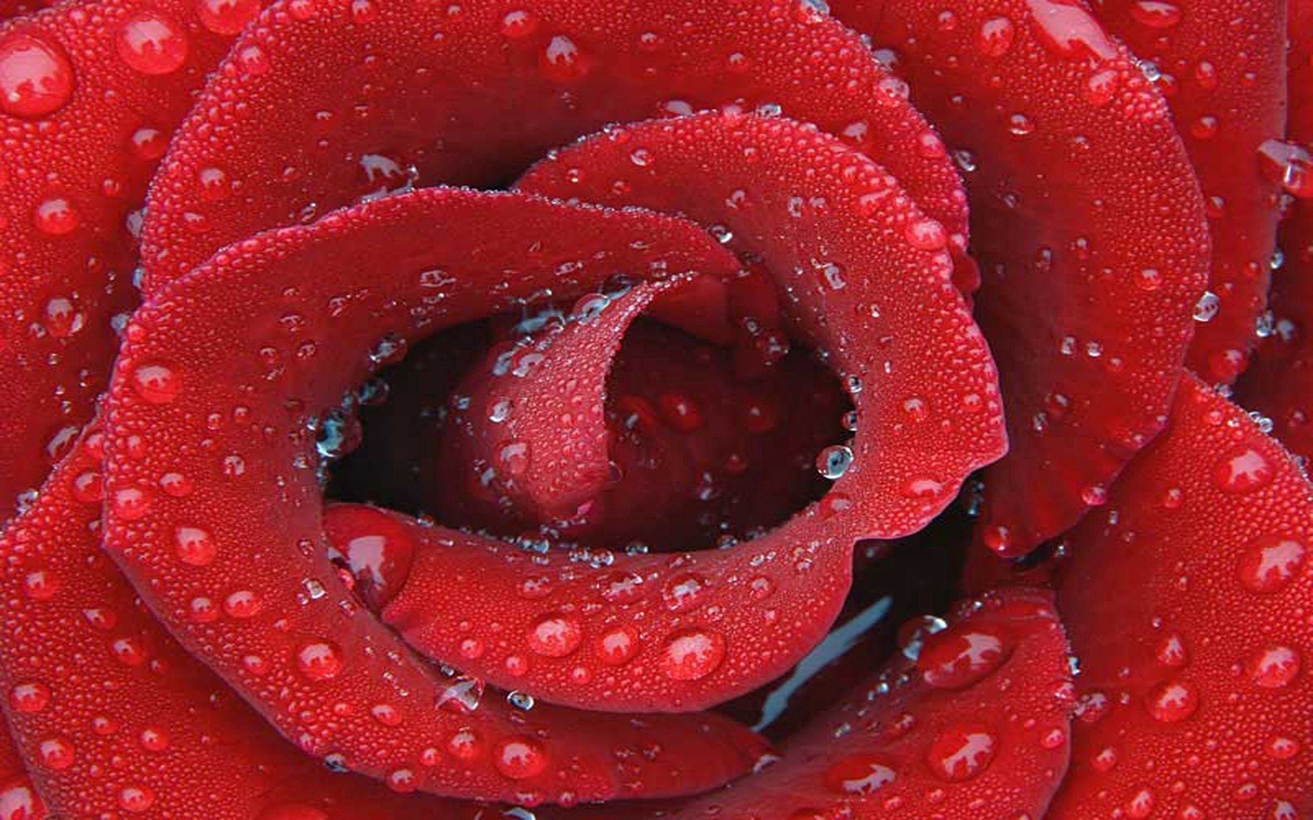 Красивенькие картинки. Красивые картинки. Красный цветок. Красивые розы на заставку. Красивый красный.