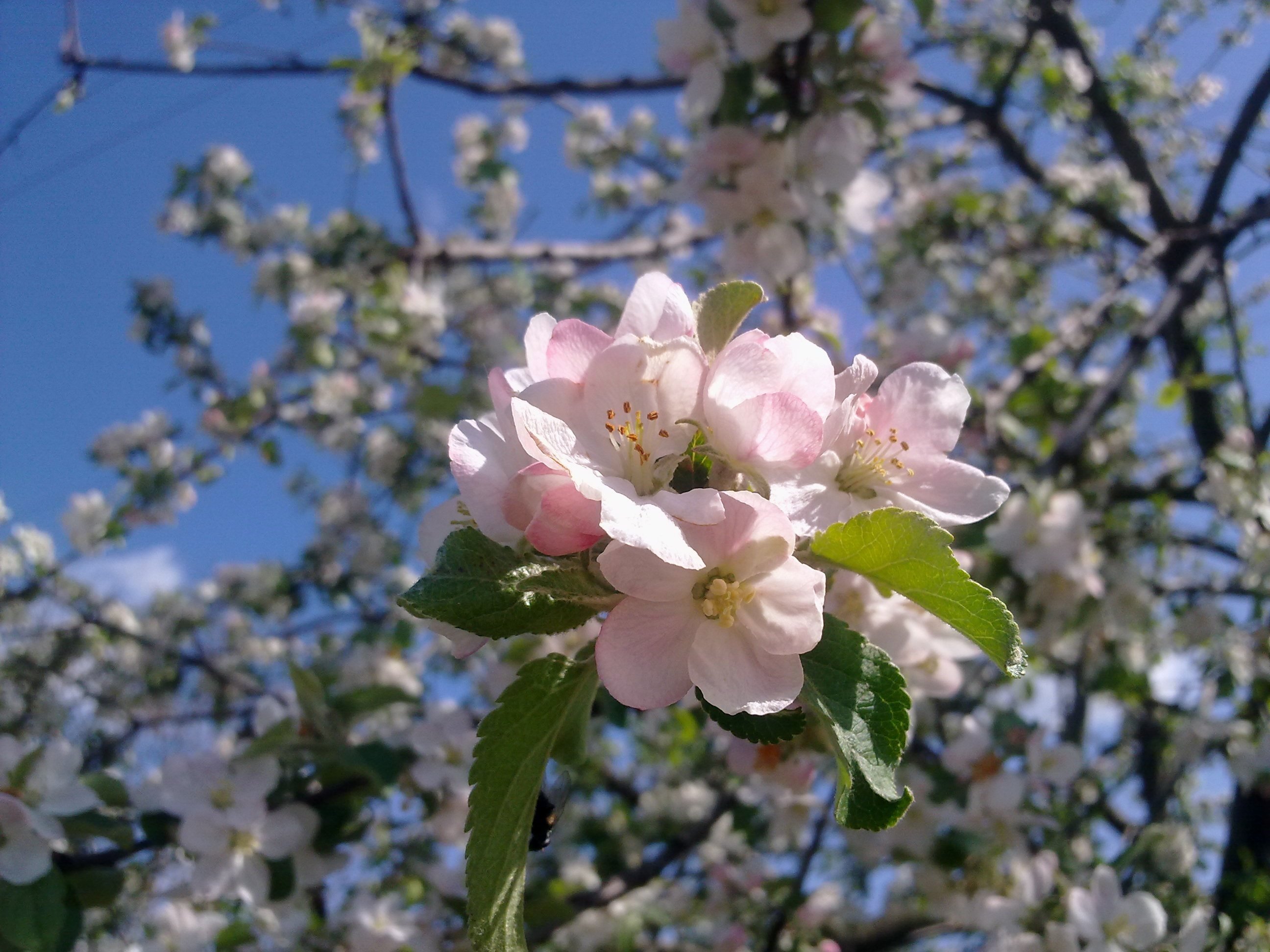 Цветение яблони фото. Яблоня дарунок цветение. Яблоня Орлинка цветение. Яблоня Сиверса цветет весной. Яблоня Сиверса.