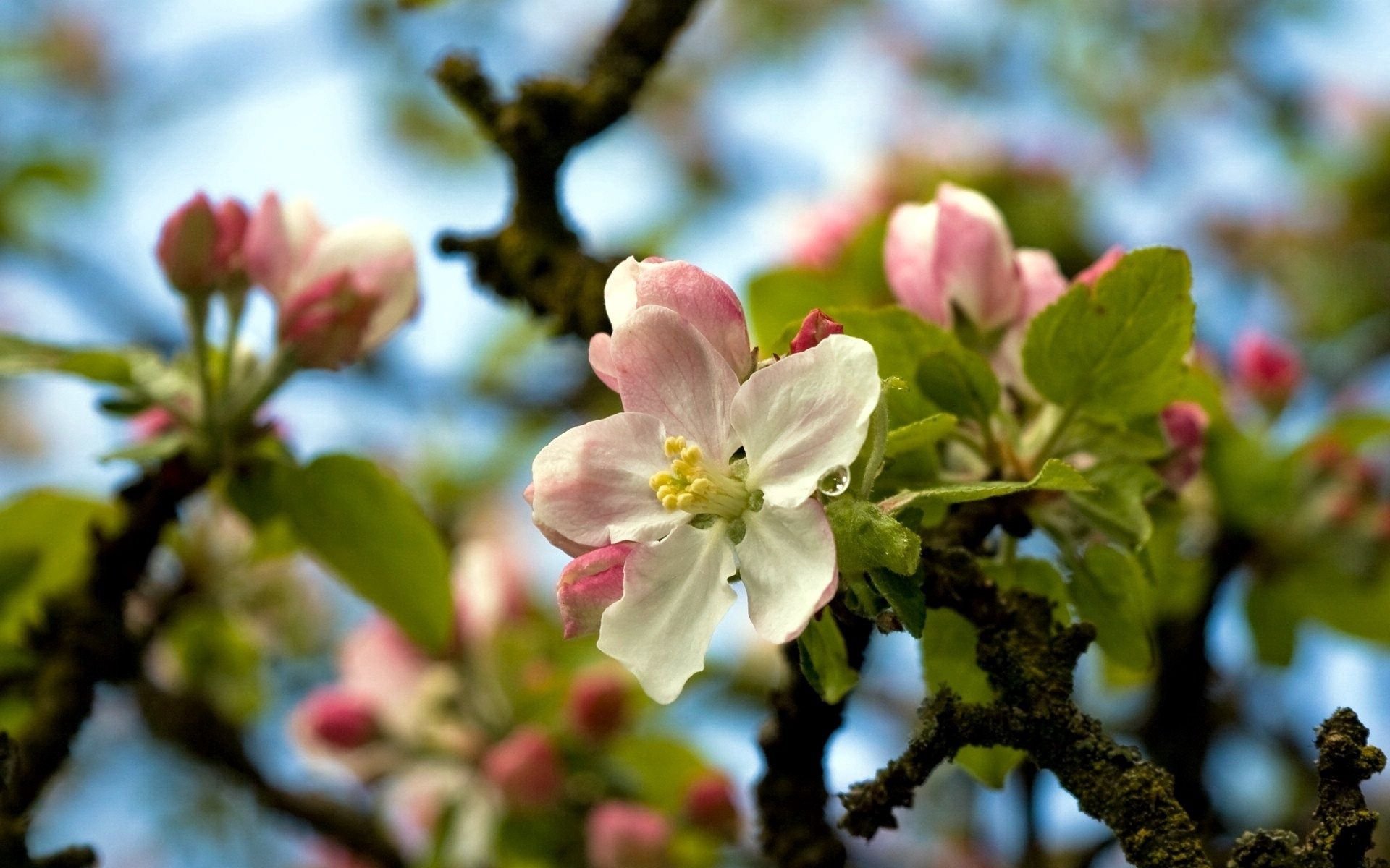 Яблони цветут весной. Яблоневый цвет Malus. Яблоня красивоцветущая. Весеннее дерево. Яблони в цвету.