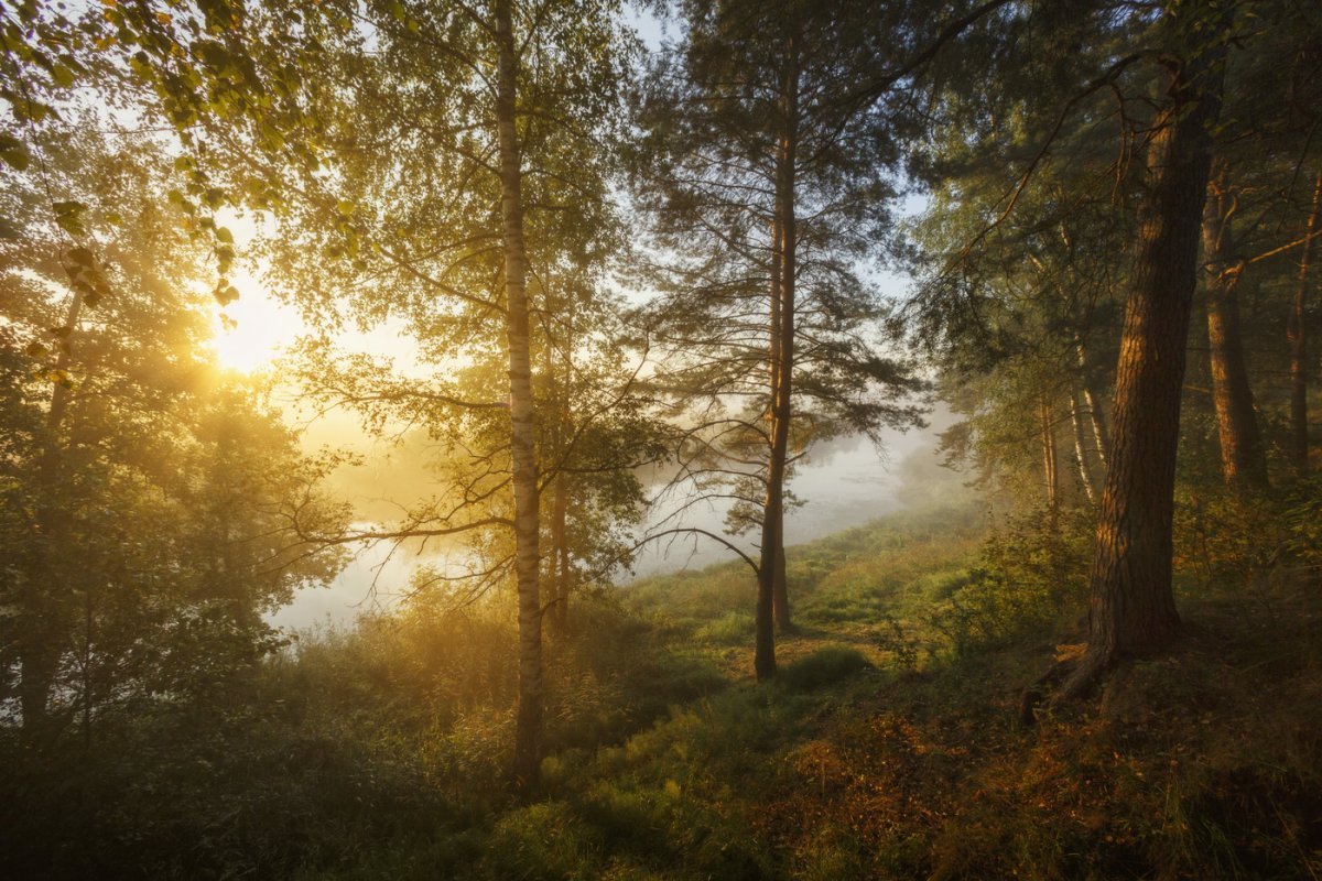 Прекрасен лес ранним утром
