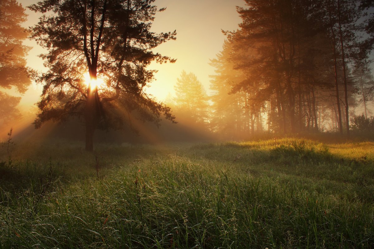 Солнце над лесом. Рассвет в лесу. Утренний лес. Утро в лесу. Рассвет солнца в лесу.