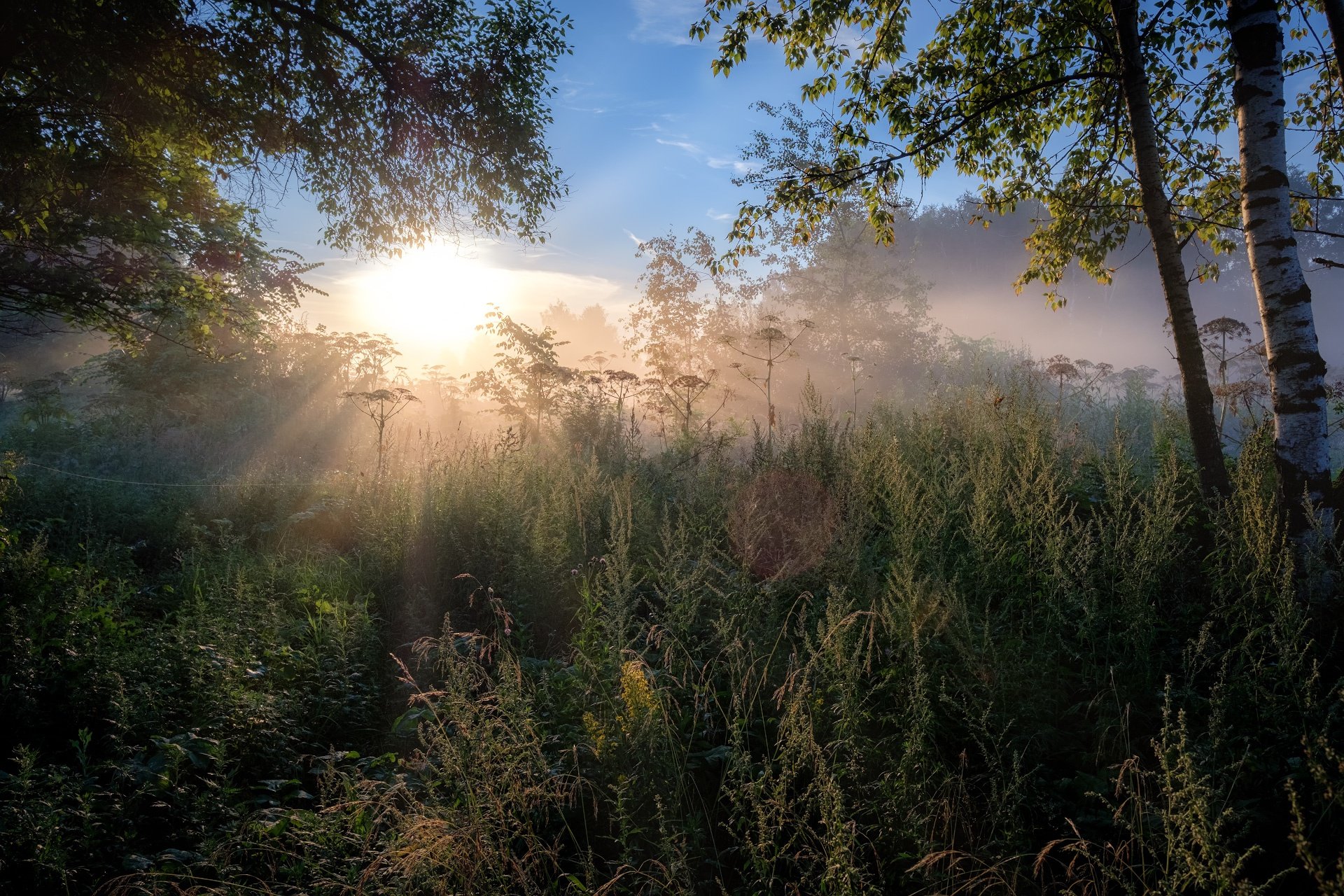 Картинки природа утро. Утро в лесу. Ранний рассвет в лесу. Утренний лес. Солнечный пейзаж.
