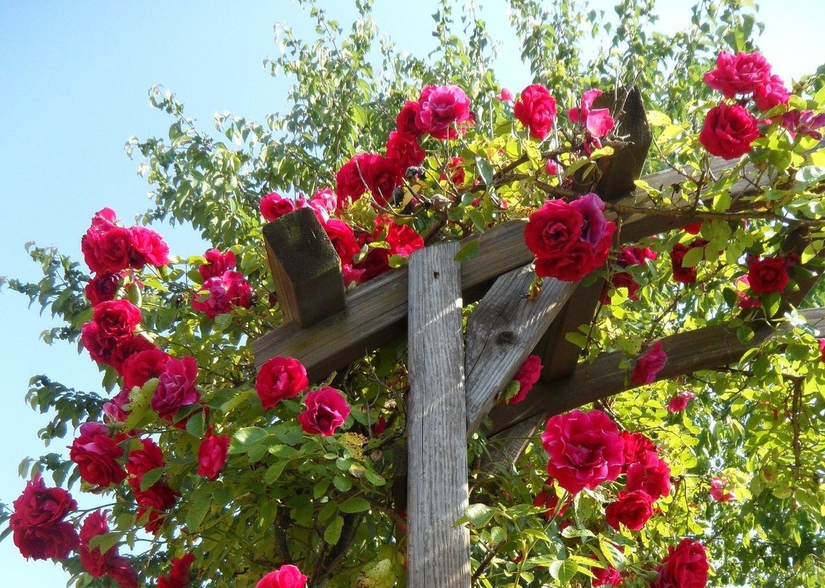 Плетистая роза юранвилле