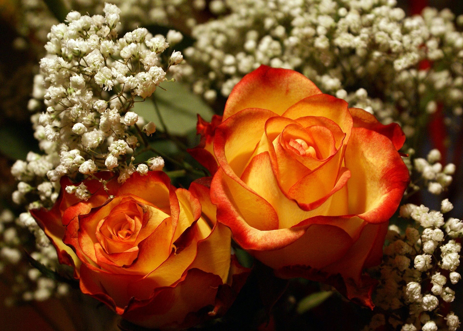 Картинки розы. Роза грандифлора. Роза шикарная. Букет роз с росой. Утонченные красивые розы.