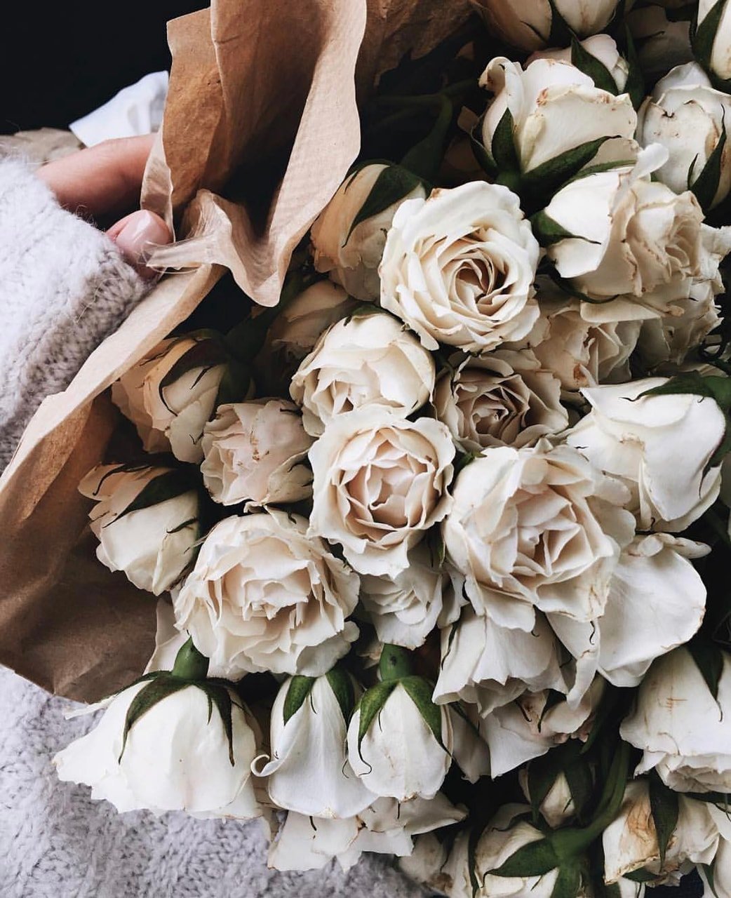 Красивые цветы белые розы
