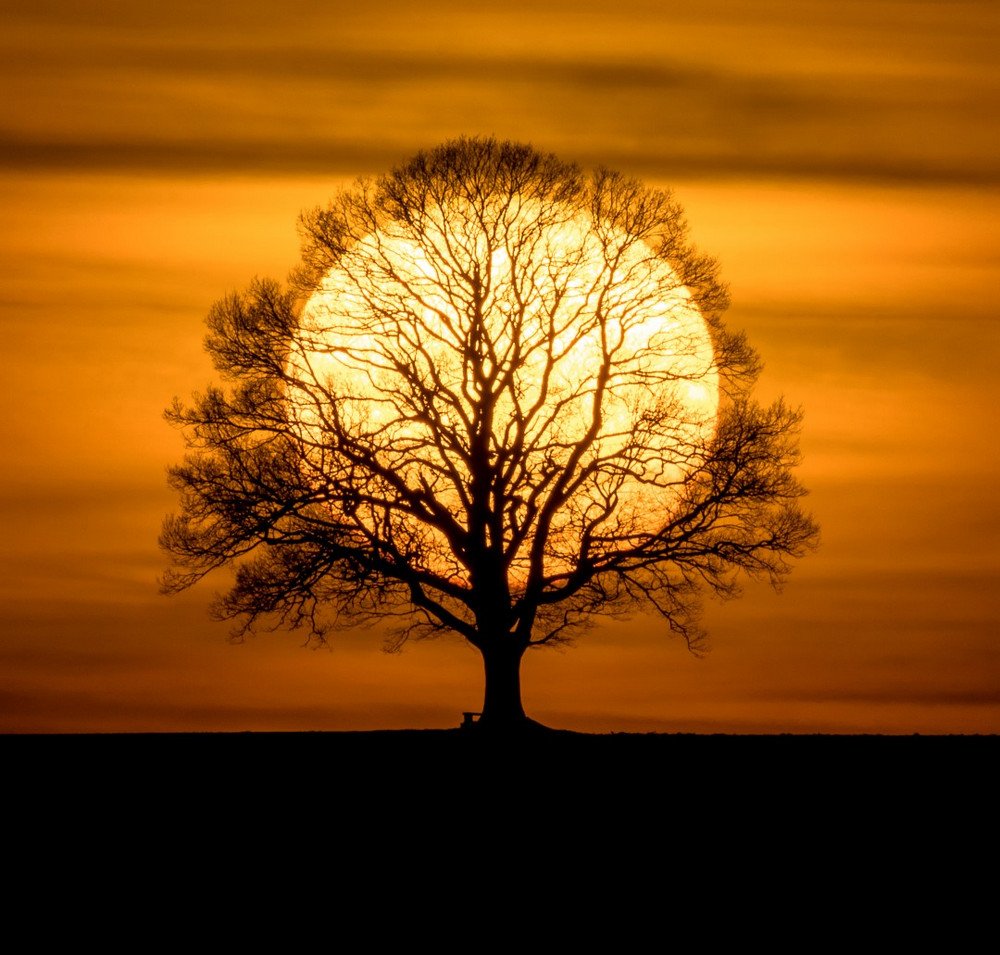 Солнечное дерево бузулук