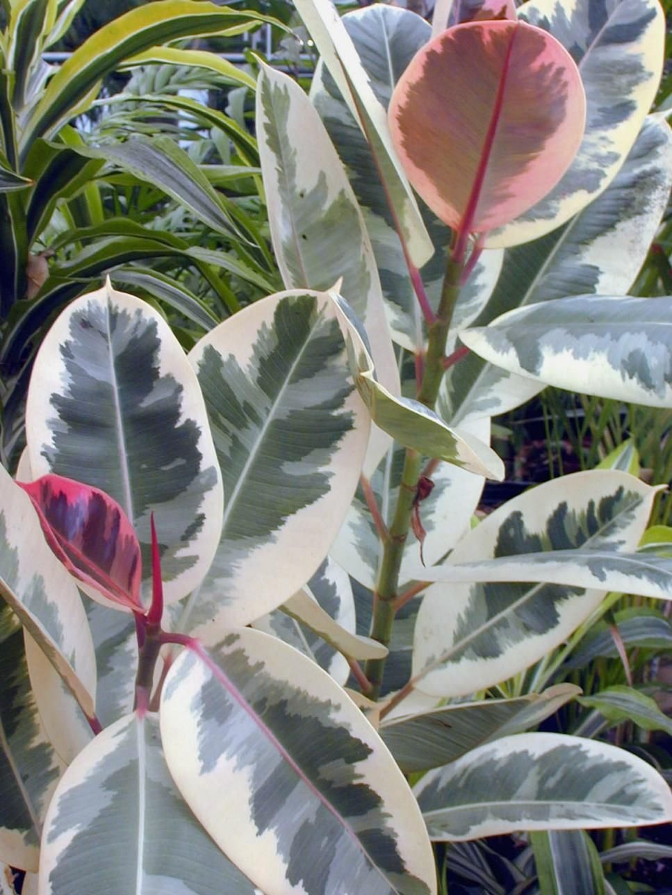 Фикус с разноцветными листьями