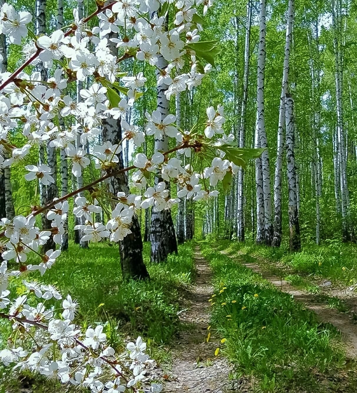 Какая красота весной. Природа весной. Весенняя красота природы.