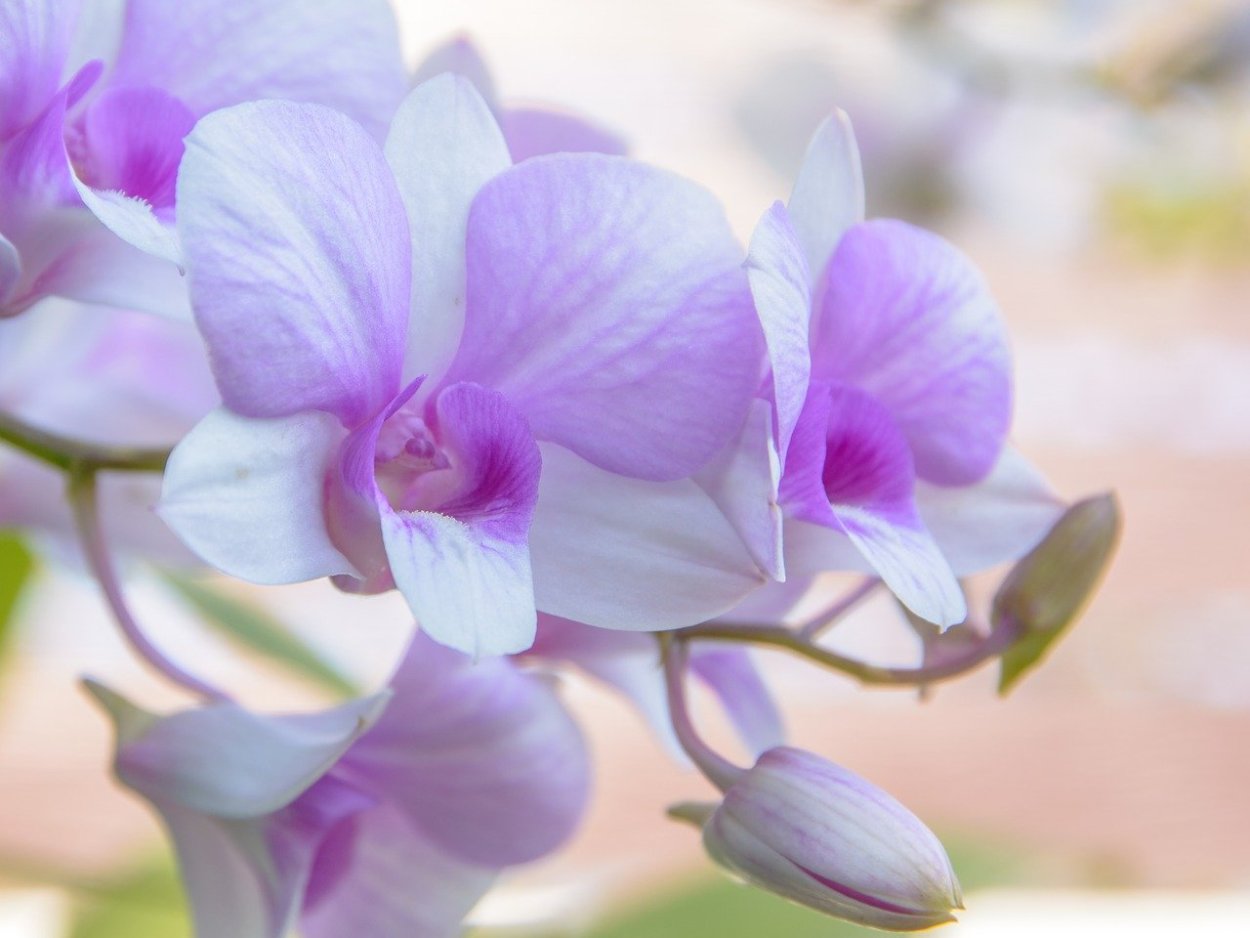 Чудесные орхидеи