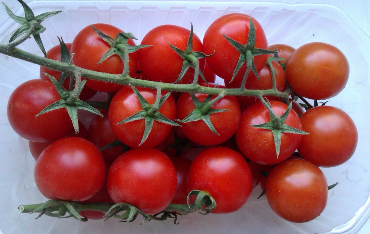 Прекрасный пышный томат