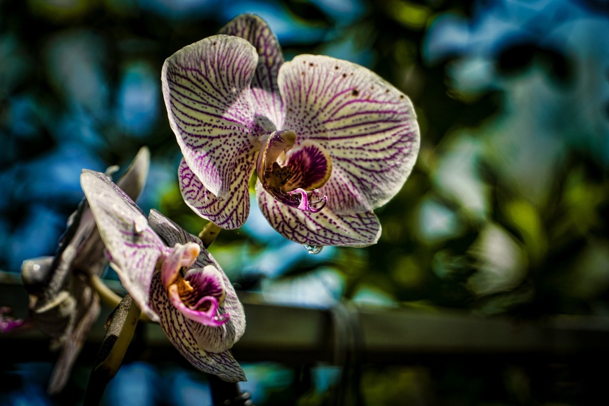 Самые красивые орхидеи фаленопсис