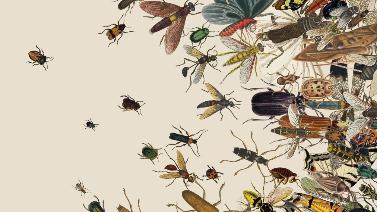 Чудесный мир насекомых