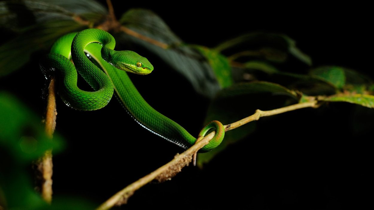 Ярко зеленая змея