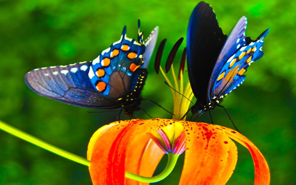 Крупная бабочка яркой окраски