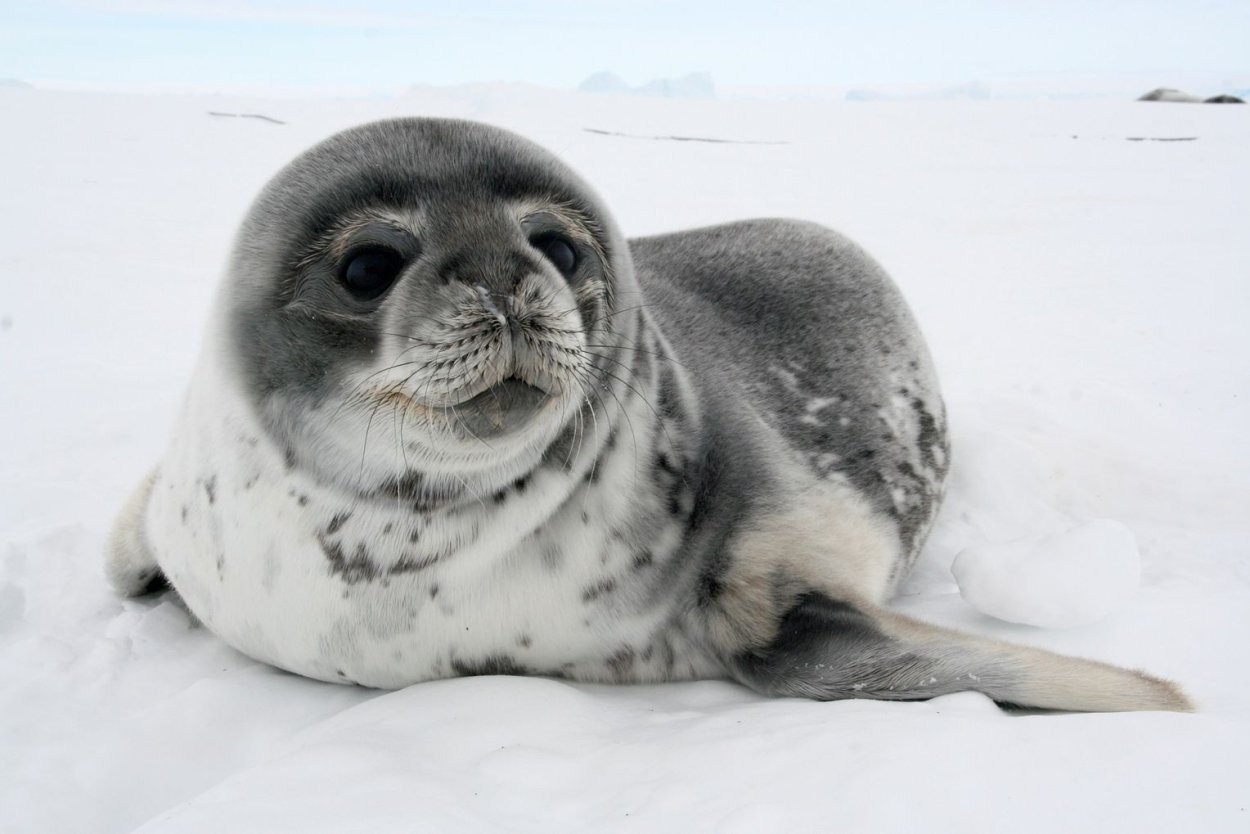 Гренландский тюлень. Красивый тюлень. Нерпа фото. Тюлень с капюшоном.