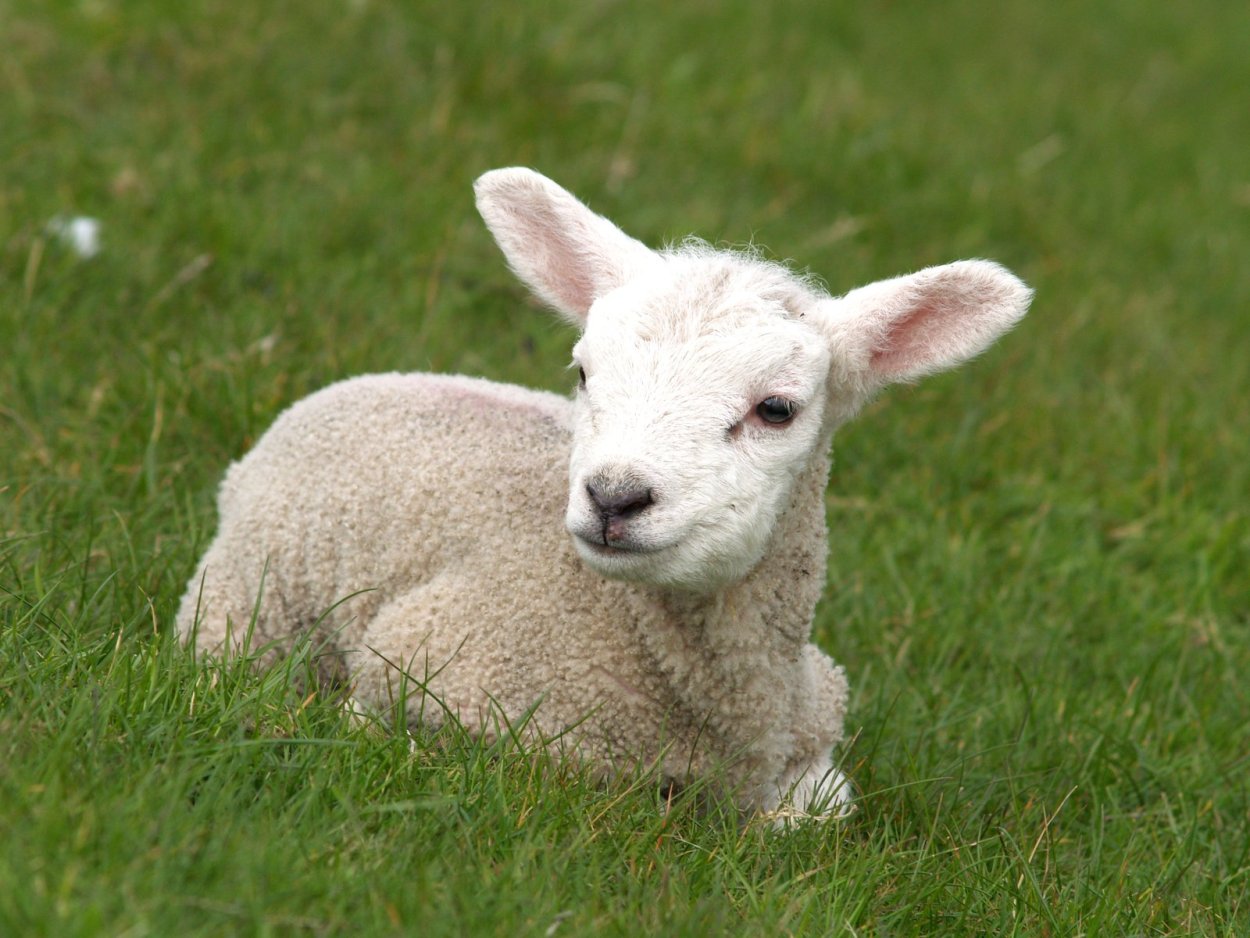 Ярка молодая овца