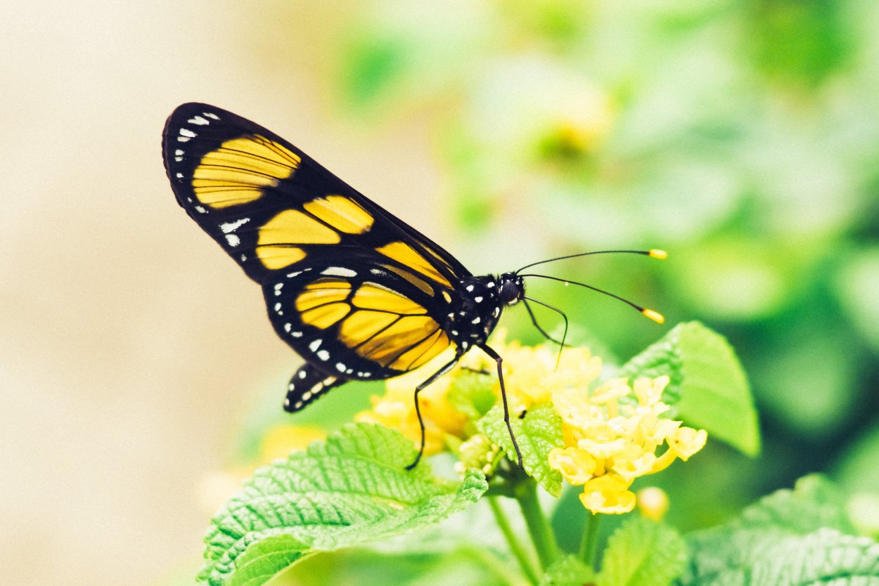 Бабочка ярко желтого цвета