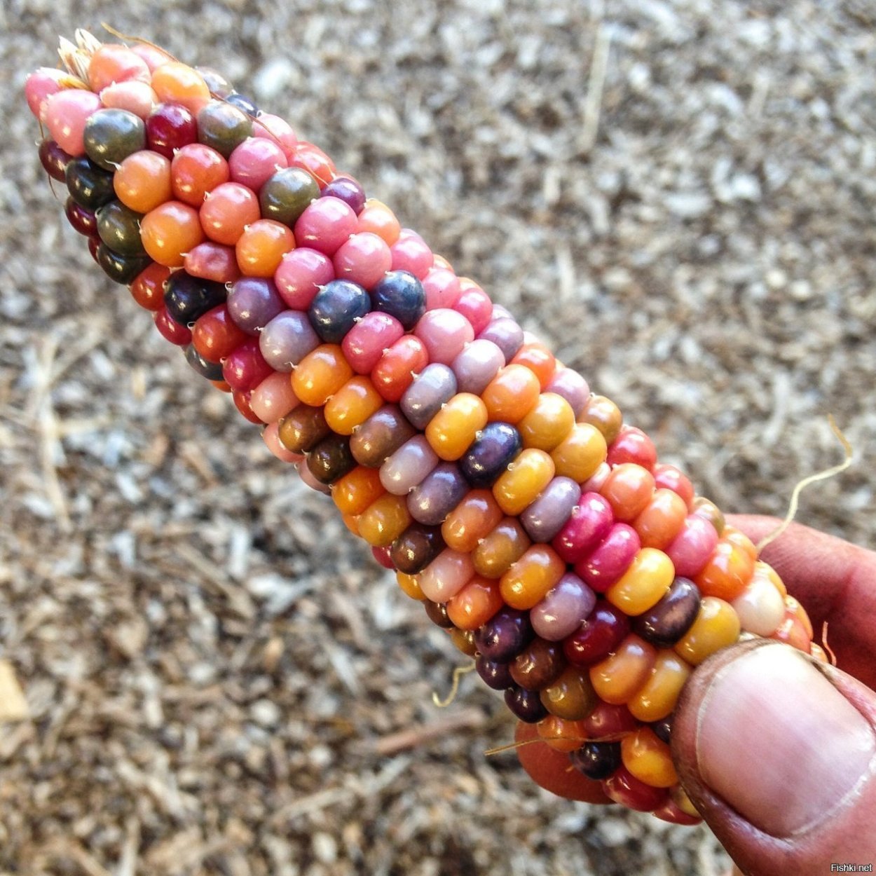 Кукуруза разноцветная