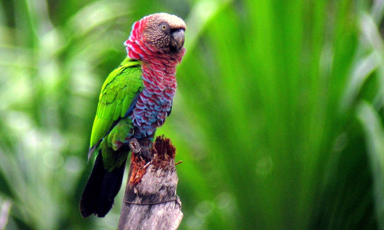 Самые красивые виды попугаев