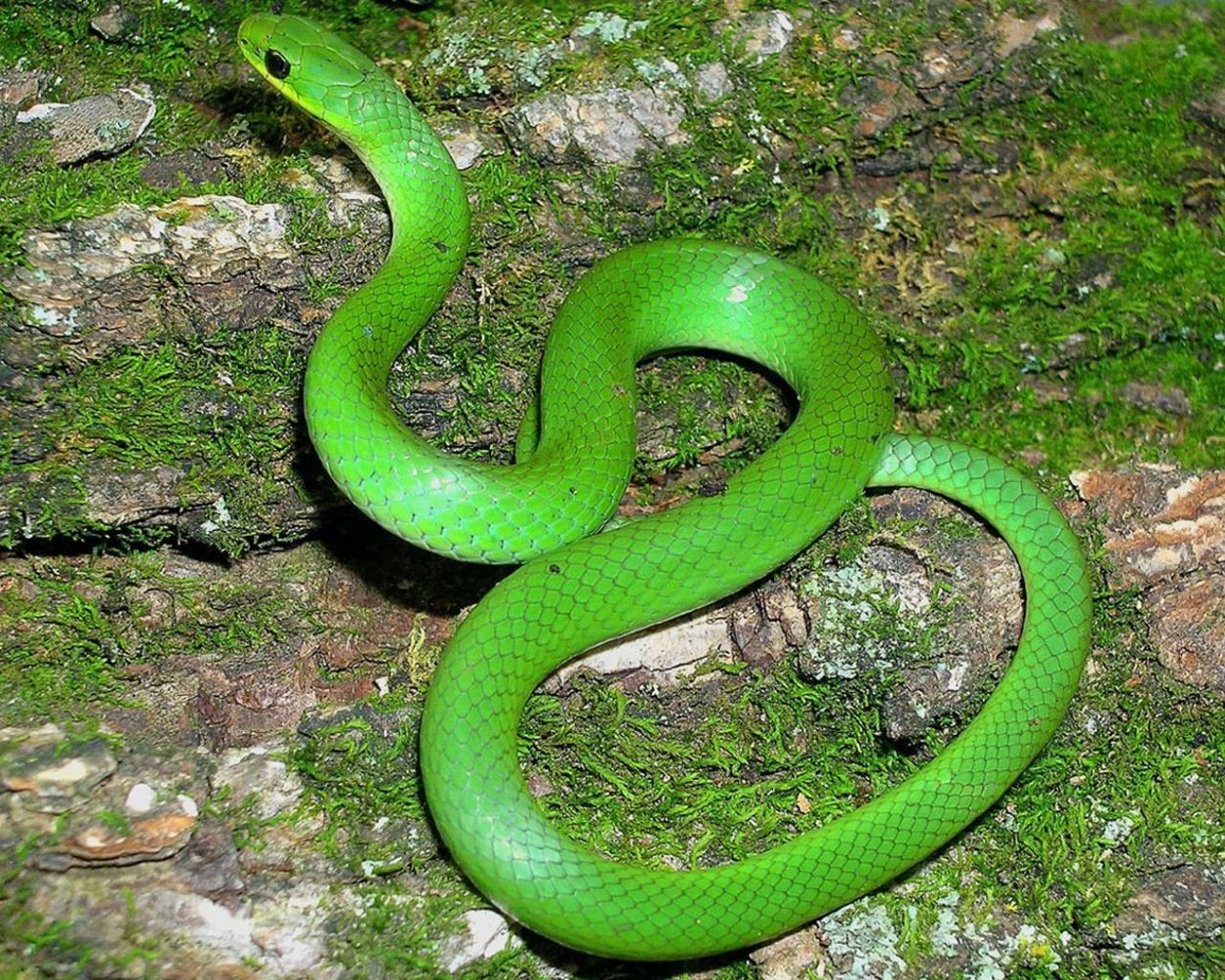 Ярко зеленого цвета змея