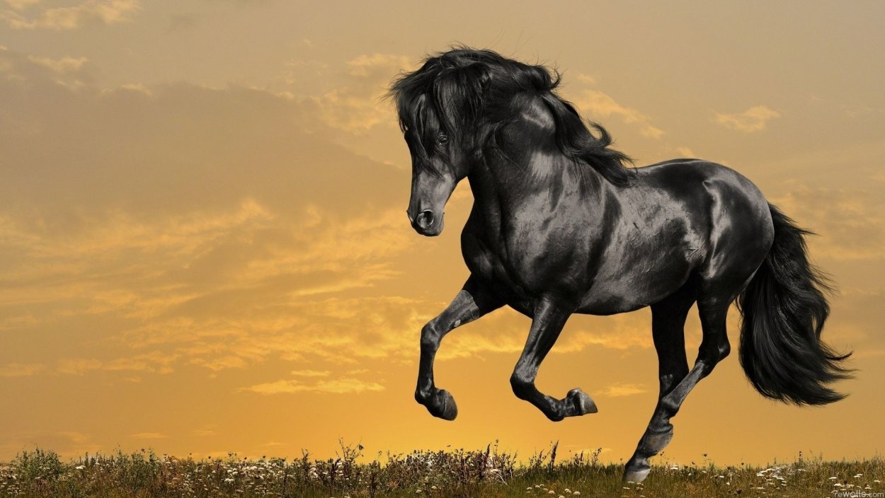 Самый красивый конь в мире