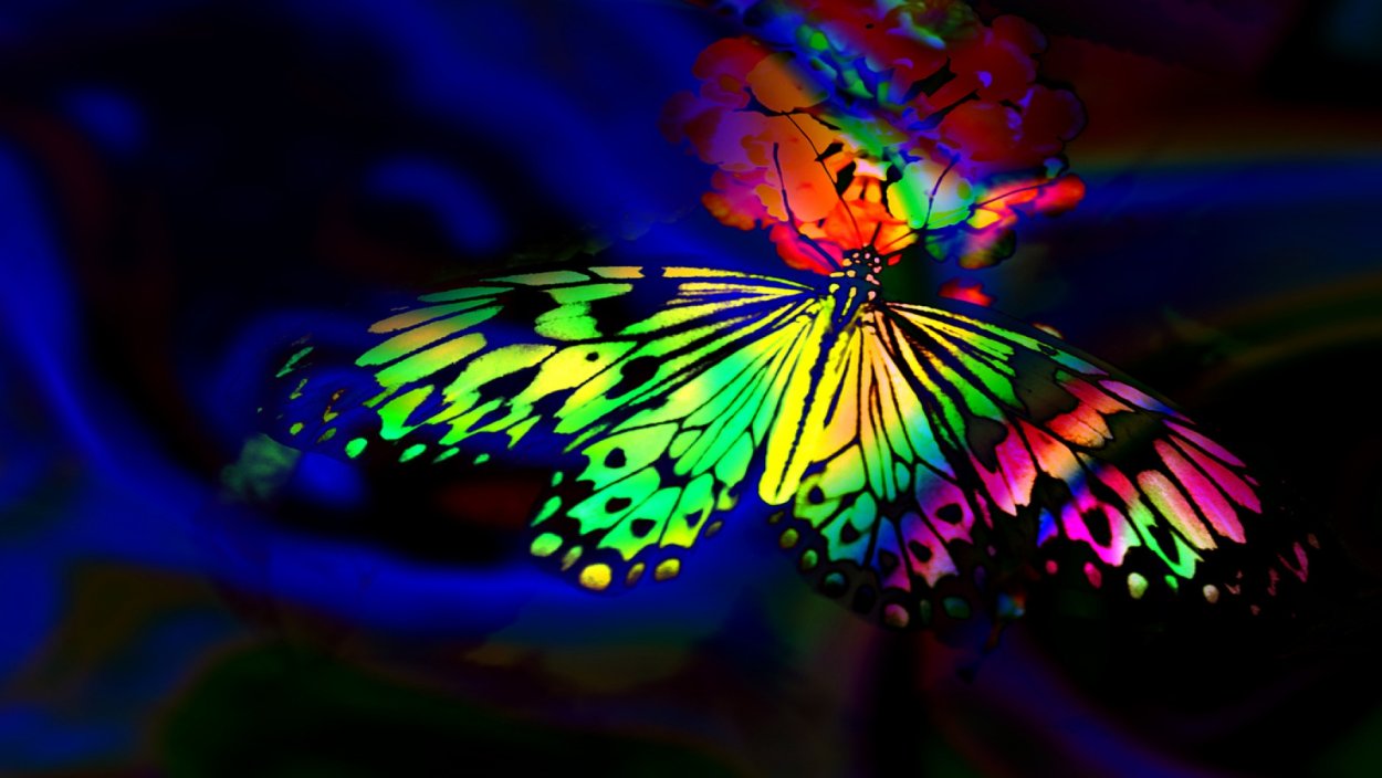 Очень яркие бабочки