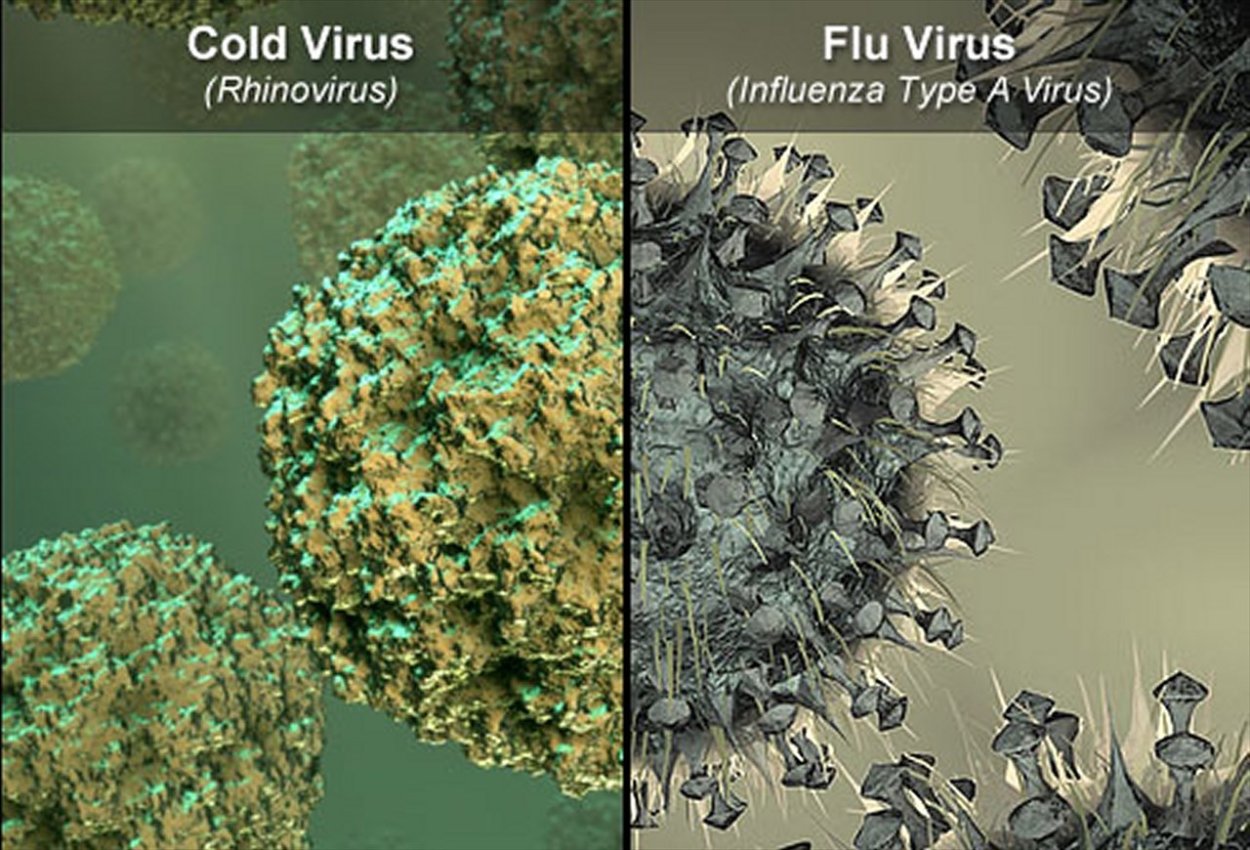 Вирус гриппа под