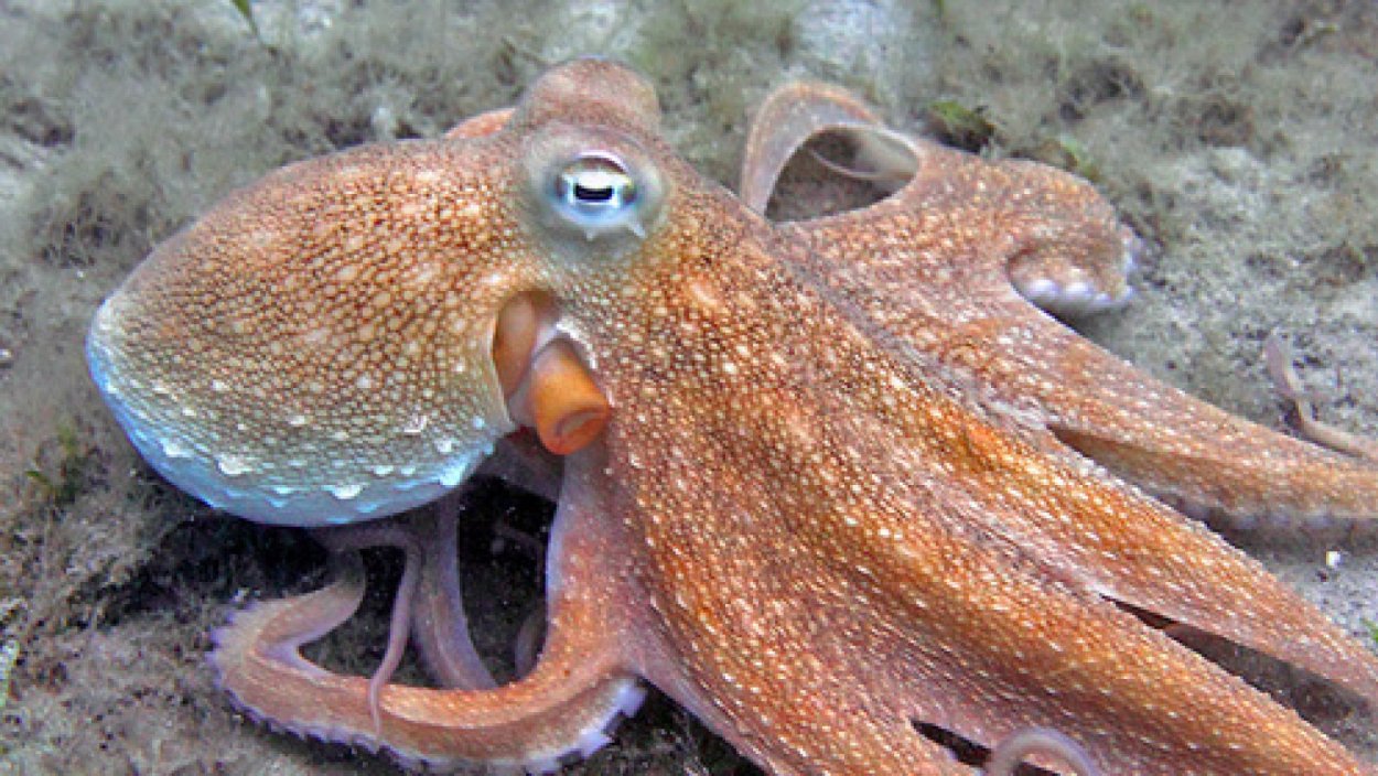 Осьминог это животное или нет. Осьминог Octopus vulgaris. Карликовый осьминог. Октопус Макропус. Amphioctopus marginatus.