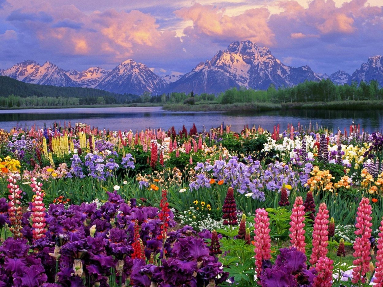 Красивые открытки с природой и цветами