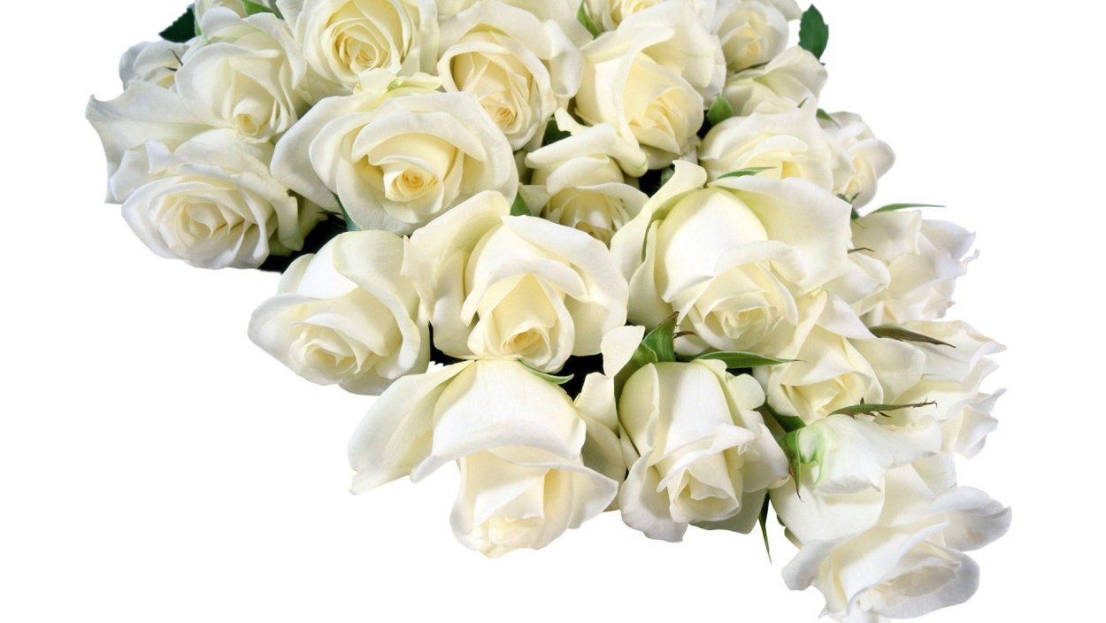 Белые розы красивые открытки