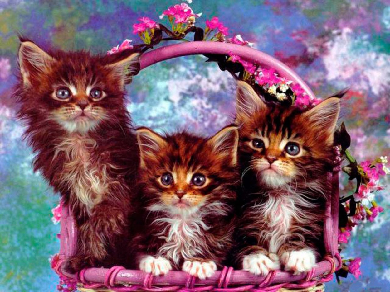 Кошки и т д. Кошки. Котята в корзинке. Кошка с котятами. Разноцветные котята.