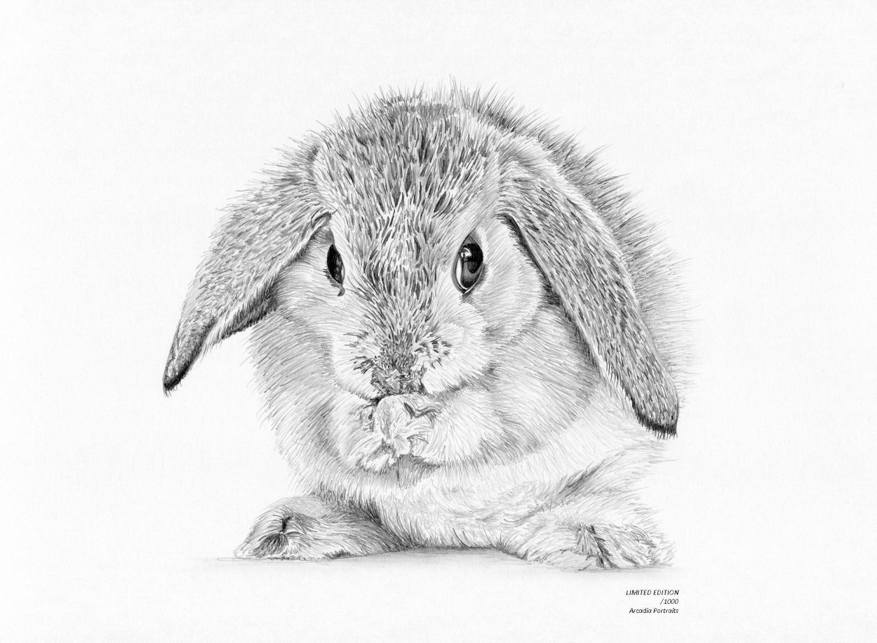 Кролик красивый рисунок карандашом