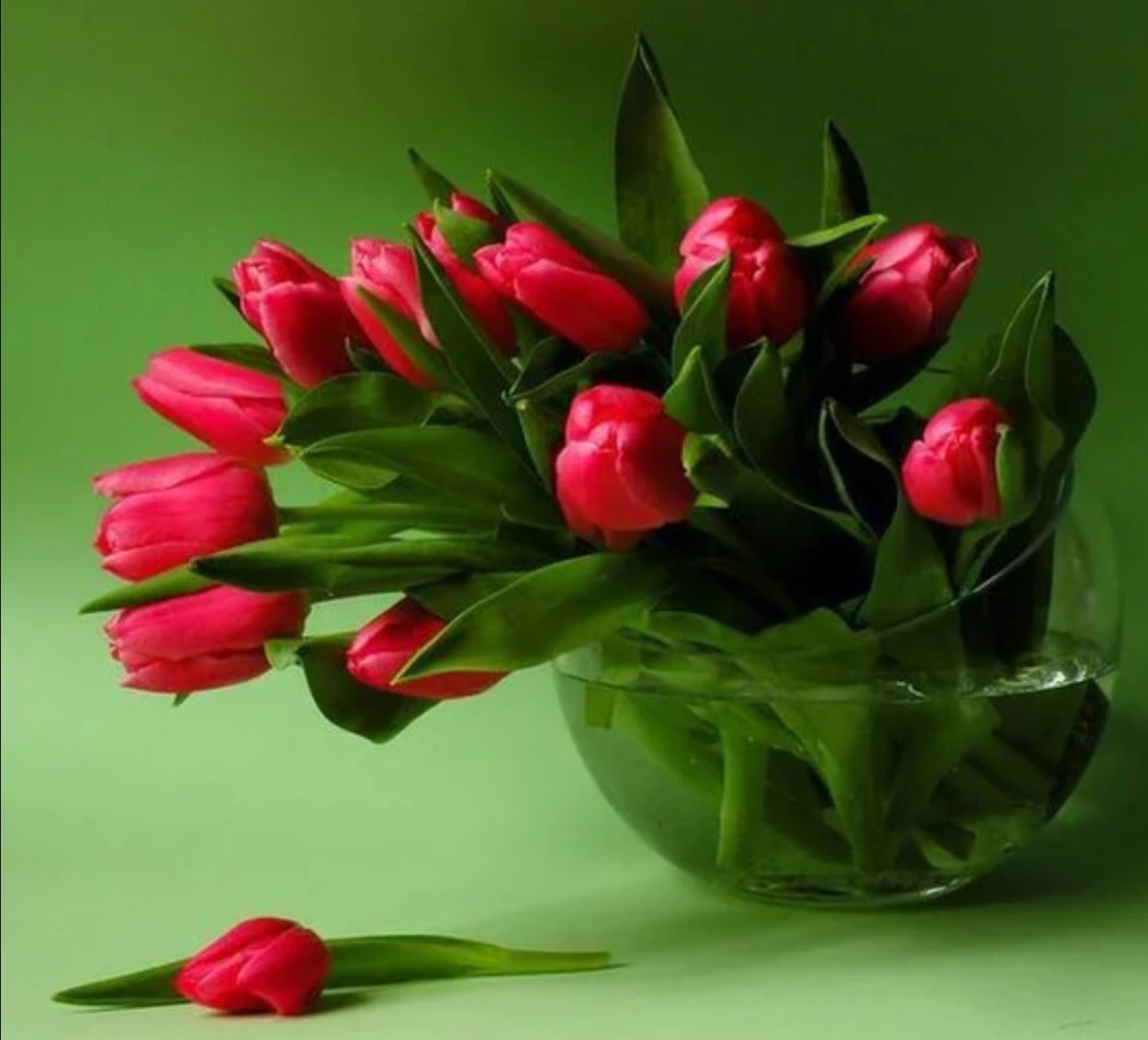 Открытки букеты тюльпанов красивые. Букет тюльпанов. Красивые тюльпаны. Тюльпаны открытка. С днём рождения тюльпаны.