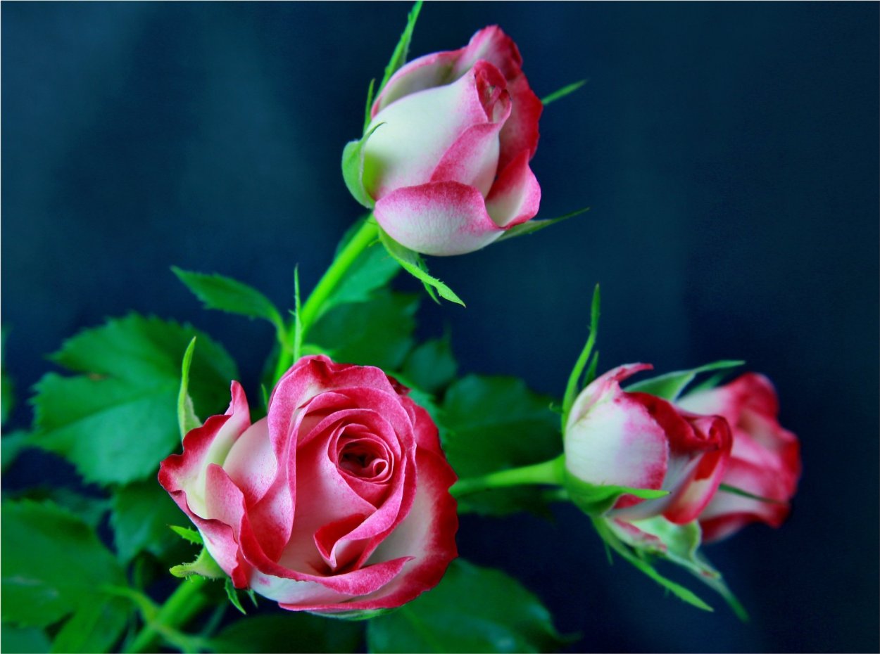 Розы живые красивые