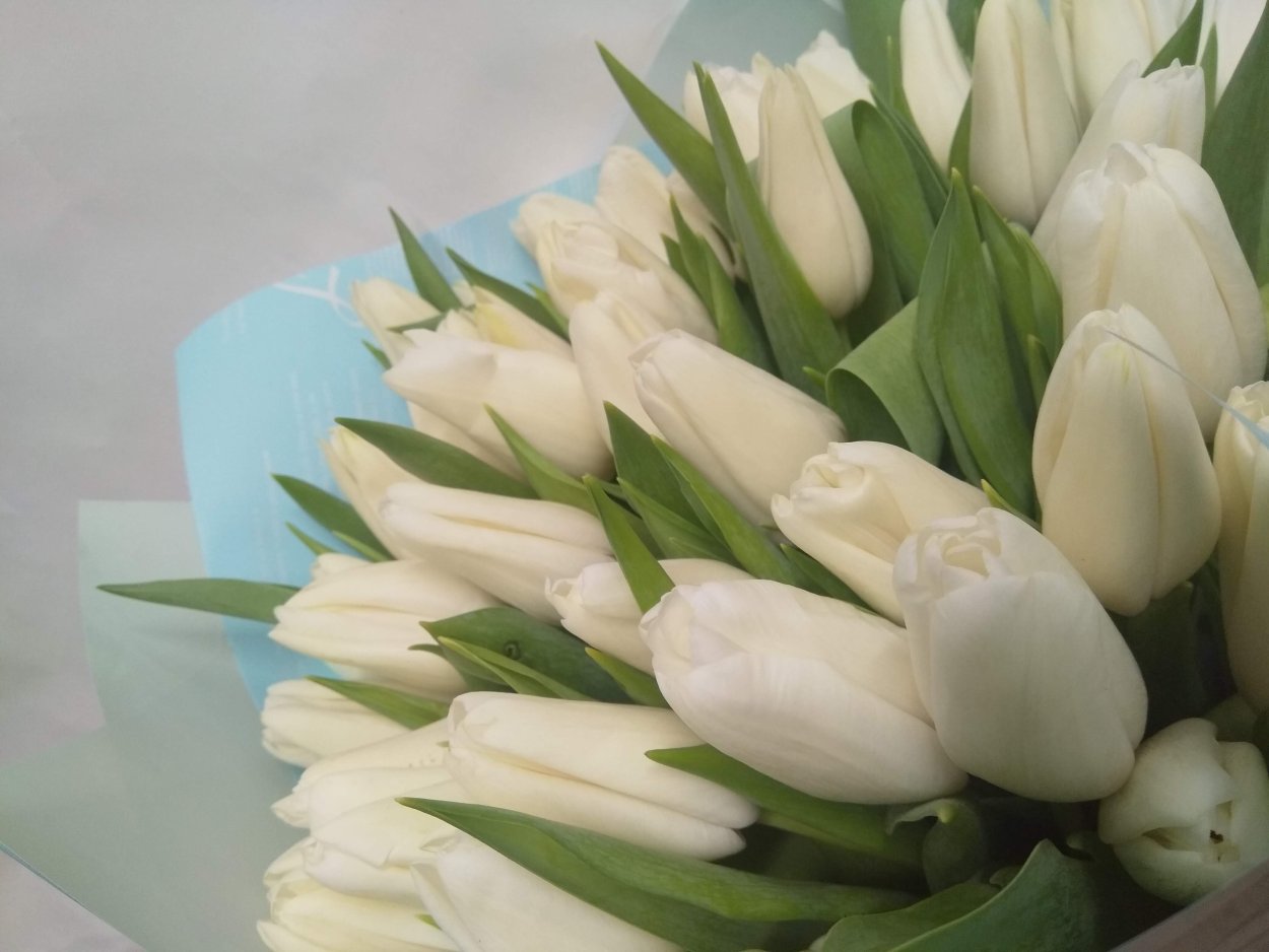 Тюльпаны белые красивые