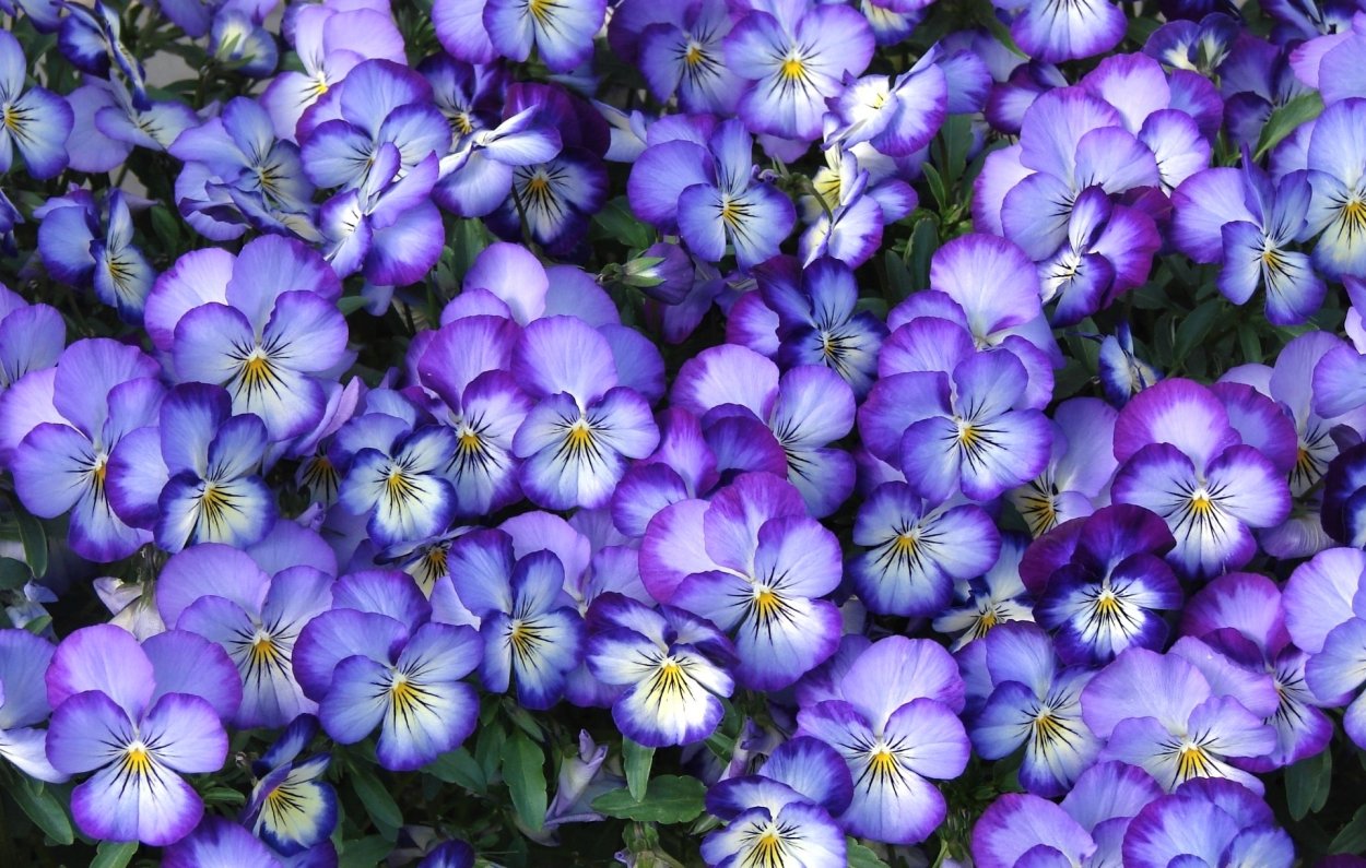 Красивые фиолетовые цветочки