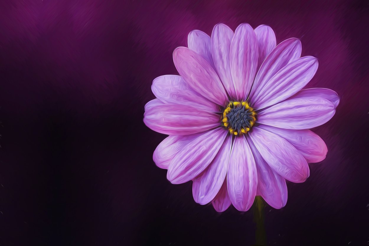 Красивые фиолетовые цветы