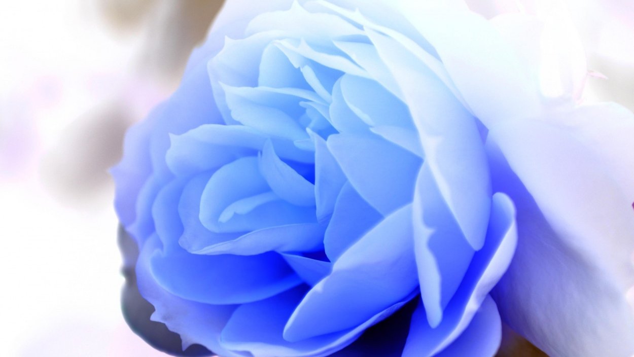 Голубые красивые цветы
