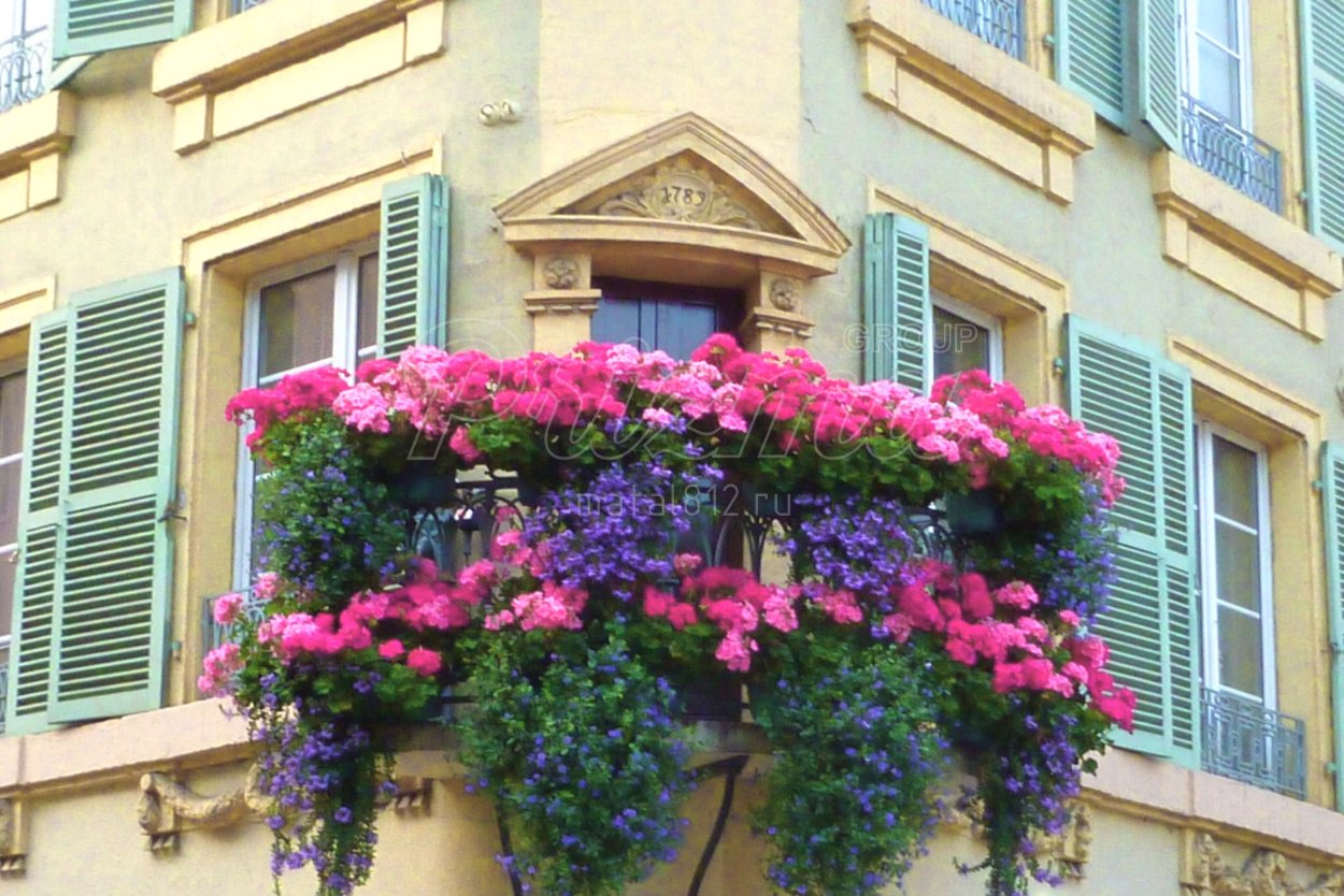 Цветы для солнечного балкона