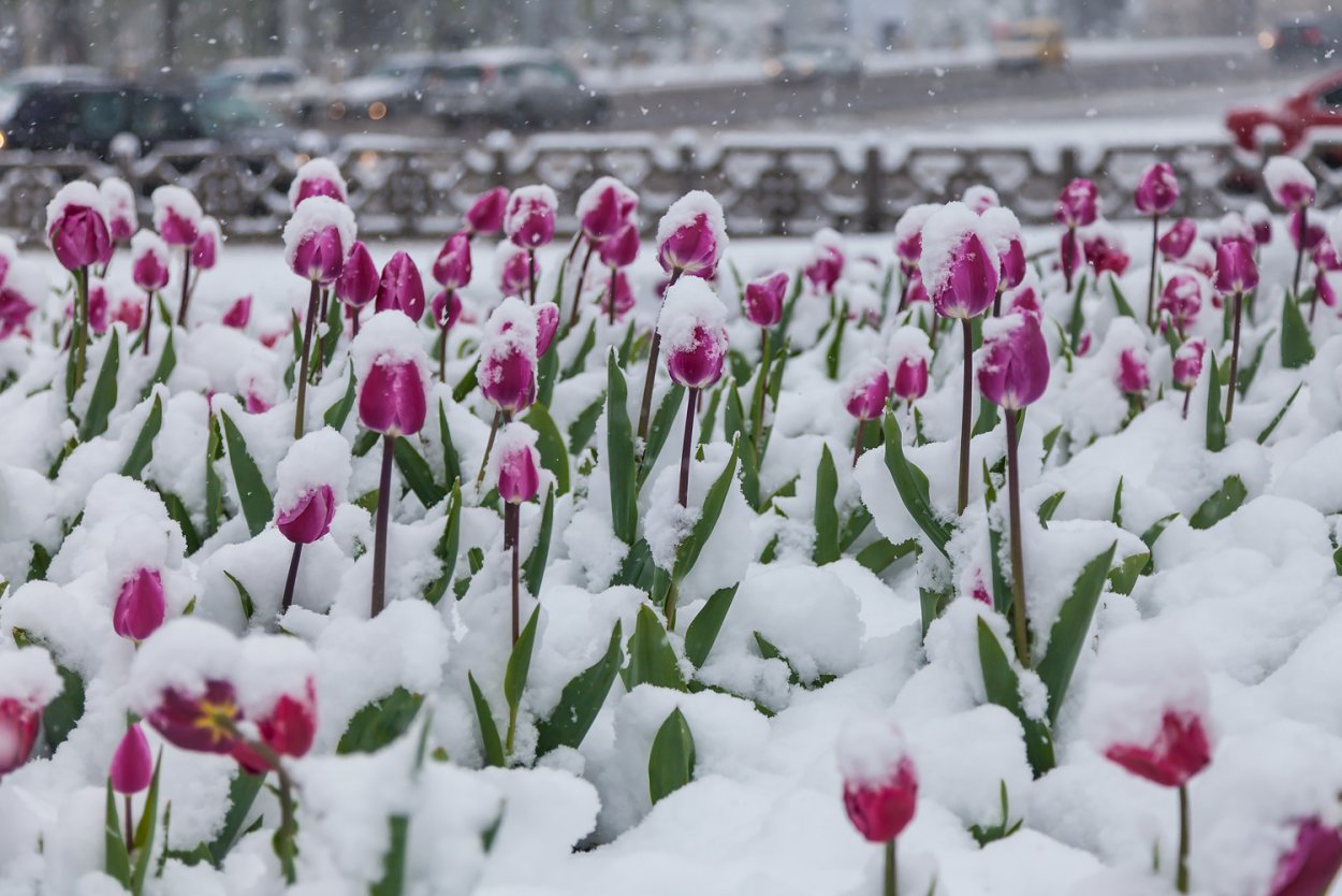 Красивый цветок под снегом