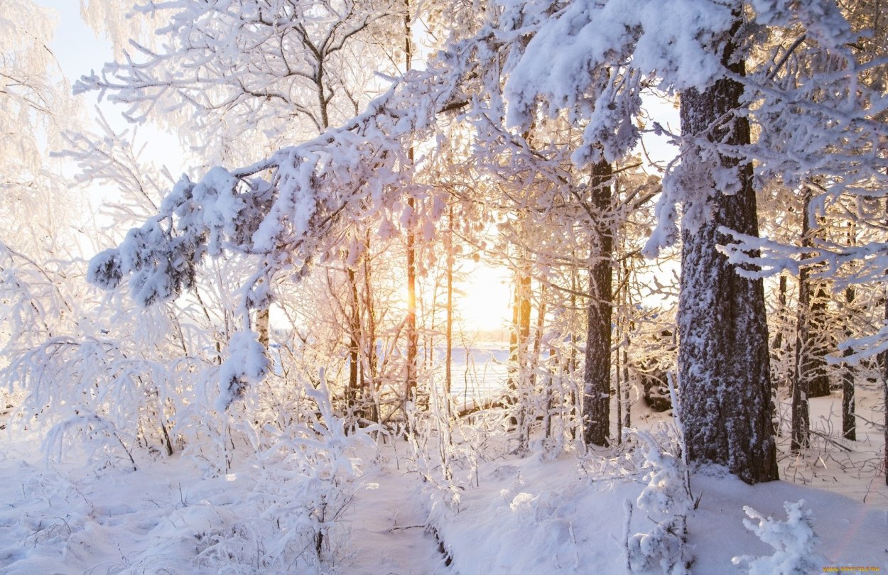Зимний лес солнечный