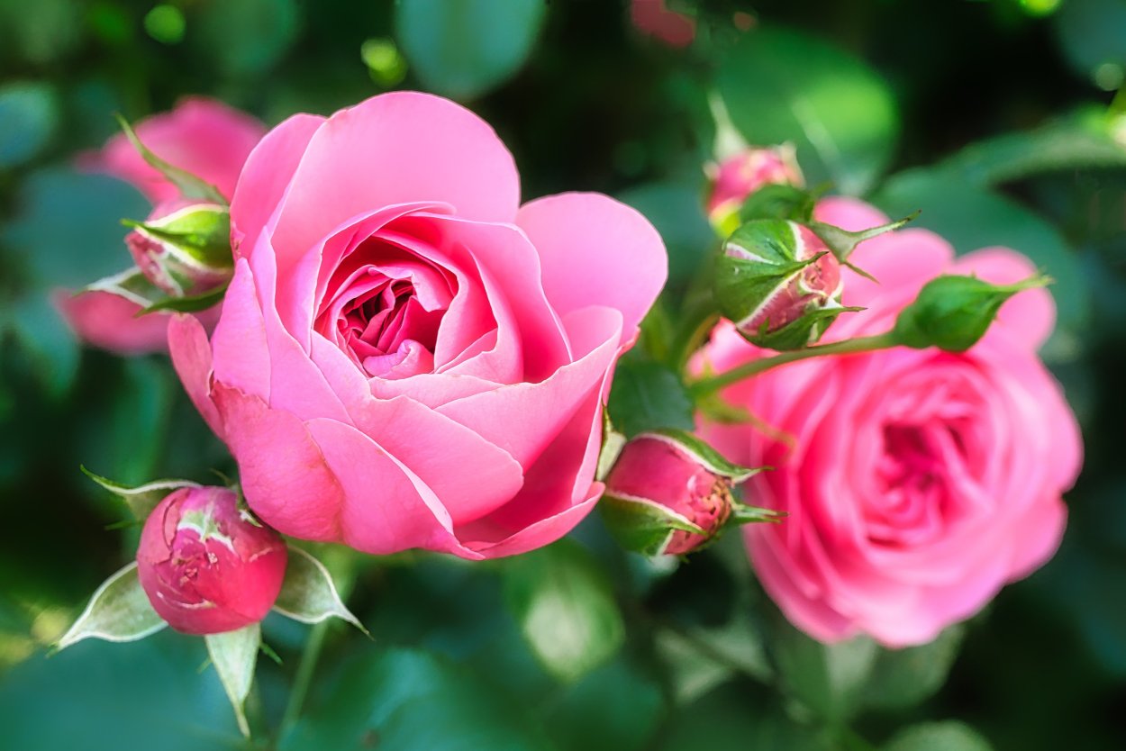 Красивые обои розы
