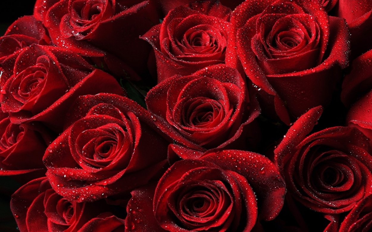 Красные розы яркие софиты