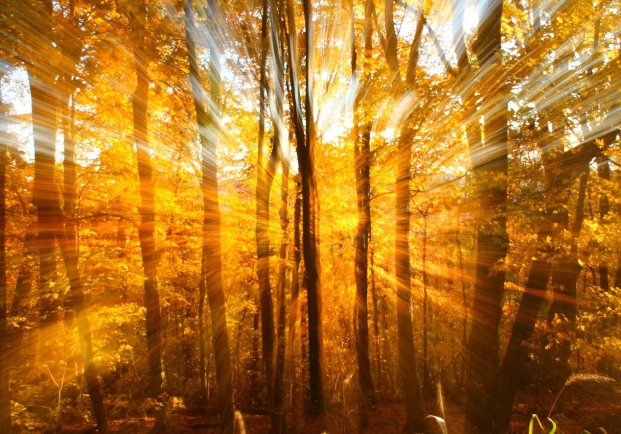 Осенний лес удивительно прекрасен