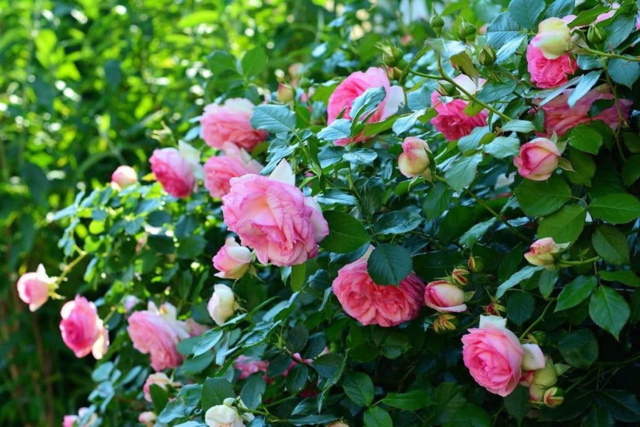 Куст прелестных роз взлелеянных весной