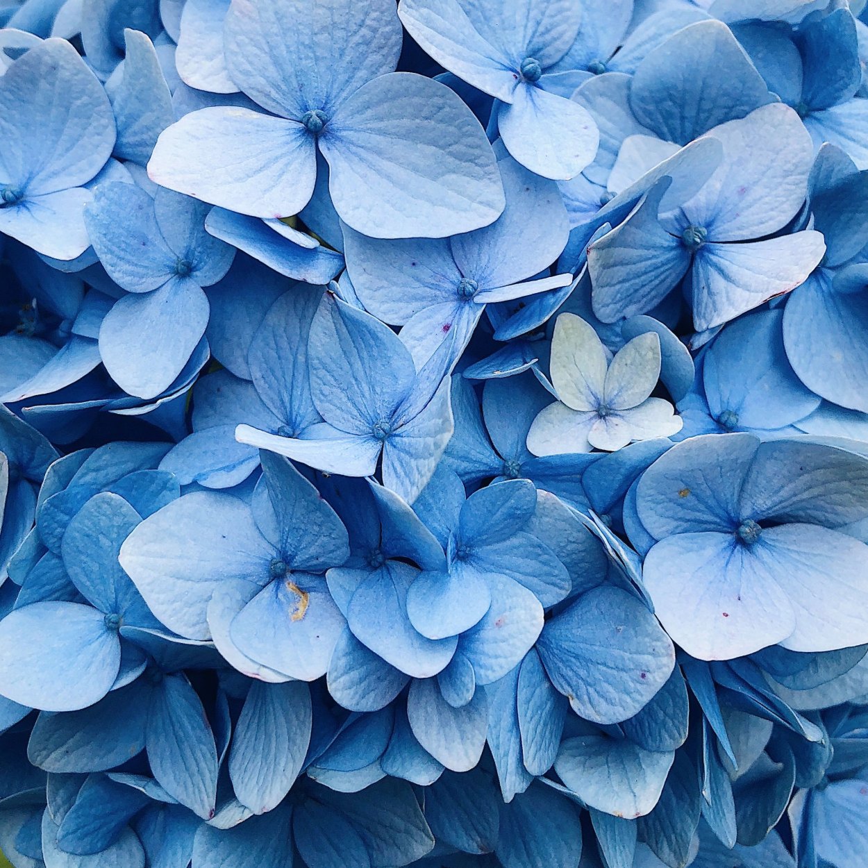 Голубой красивый цветок