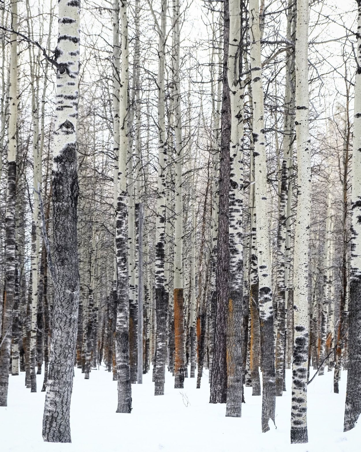 Красив осиновый лес зимой